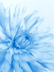 Printed kitchen splashbacks Blue soft blue flower