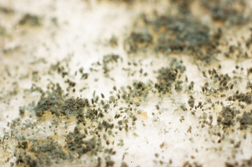 bread fungus