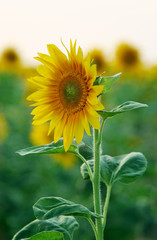 sunflower alone