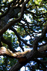 japanese tea garden, san francisco