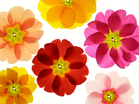 spring primula