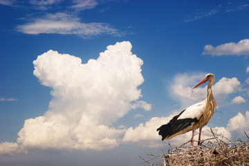 white stork