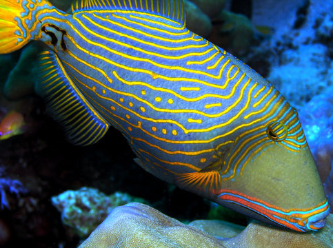 Extol Fish รูปภาพExoten – เลือกดูภาพถ่ายสต็อก เวกเตอร์ และวิดีโอ1,768 | Adobe Stock