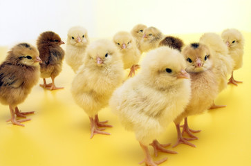 chicken