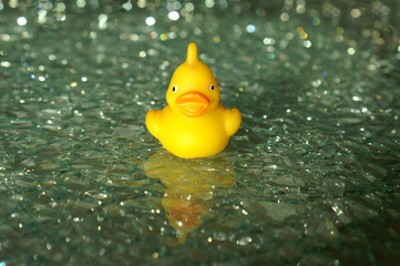baby duck on broken glass