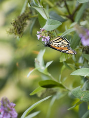 upsidedown butterfly