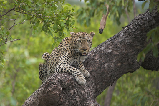 leopard lookout