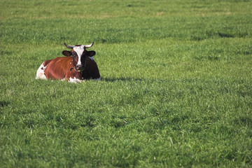 a cow on grass
