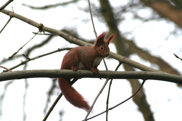 fur animal