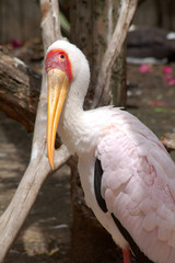 pelican