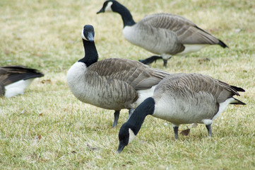 goose gathering