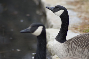 geese gather