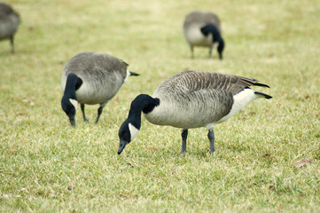 geese grazing