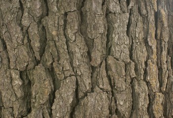 bark