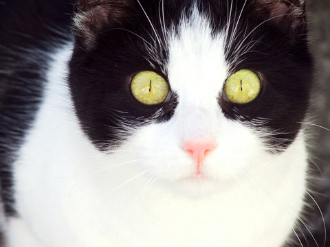 gatto