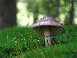 mushroom