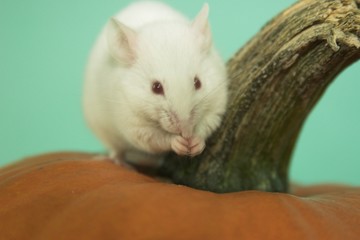 white mouse on pumpkin