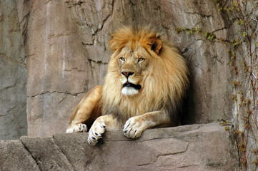 lion resting on a rock ledge at brookfield zoo