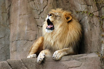 roaring lion on rock ledge at brookfield zoo