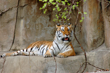 Fototapeta na wymiar reclining tiger