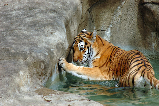 siberian tiger cooling off in groto pool
