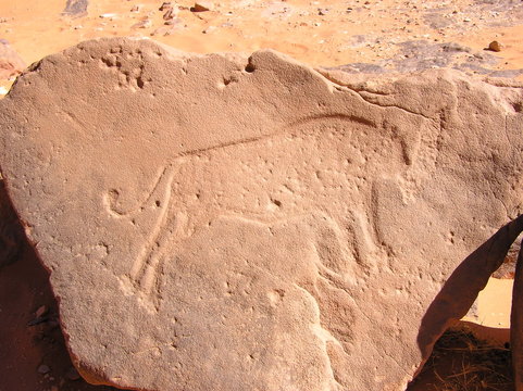 gravure rupestre de lion