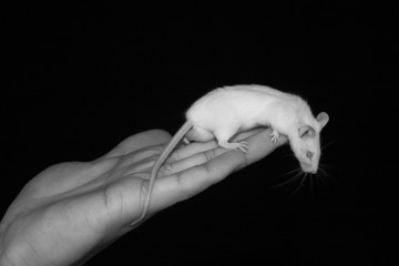 white mouse on hand