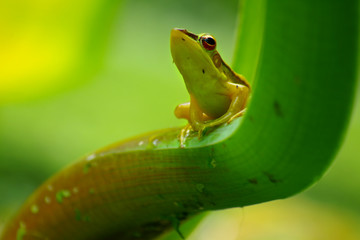 green frog