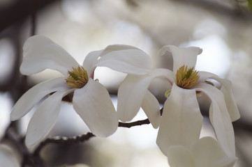 paire de magnolias