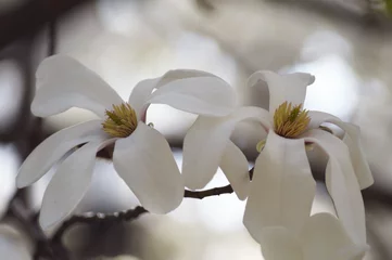 Crédence de cuisine en verre imprimé Magnolia paire de magnolias