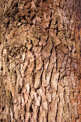 brown rough wood bark
