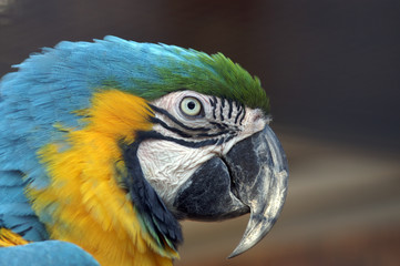 blue-and-yellow macaw