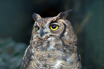 eagle-owl