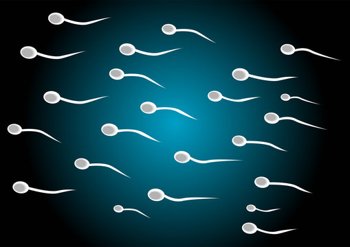 spermatozoids