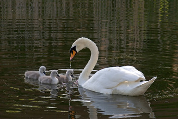 swan with cygnets © Paul Gibbings