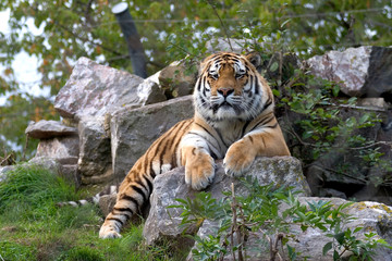 tiger on rock