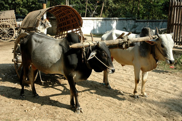 myanmar, bagan: bullock cart in the countryside