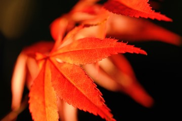 red maple leaves