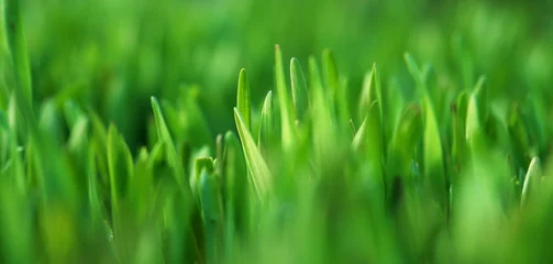 Gardinen green grass © Horticulture