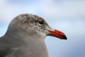 sea gull cu