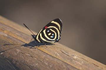 Fototapeta na wymiar butterfly on rail