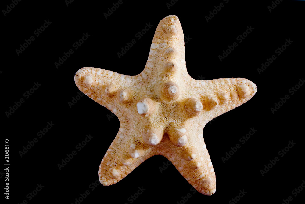 Wall mural starfish isolated on black