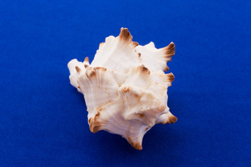 the cockle-shell isolated on blue velvet