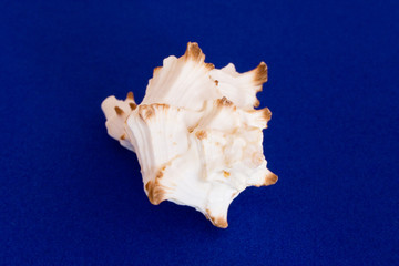the cockle-shell isolated on blue velvet