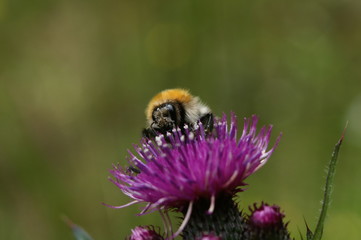 hummel