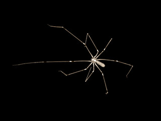 spider