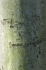 beech bark texture with algae, color