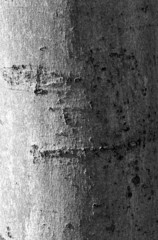 beech bark texture with algae, bw
