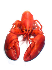homard