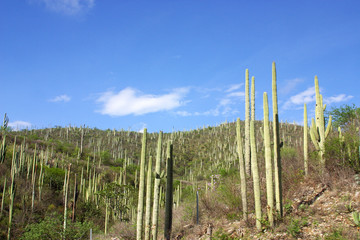 Fototapeta na wymiar cactus garden